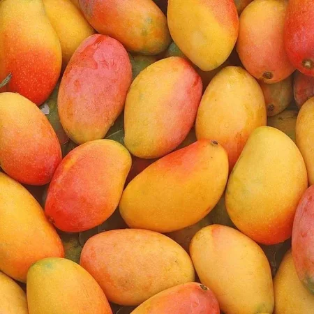 مايا