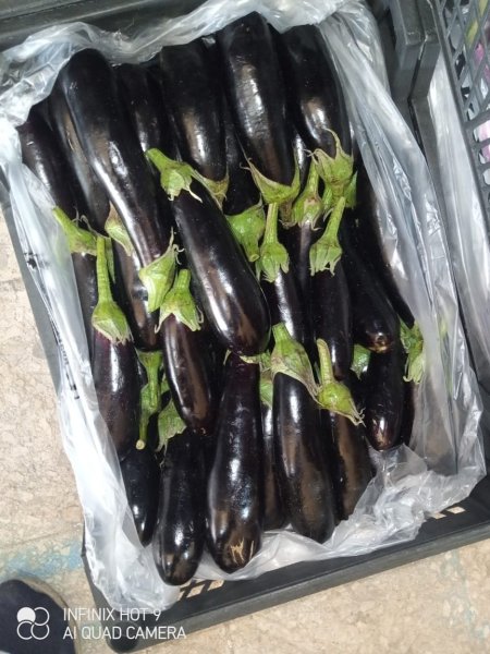 باذنجان