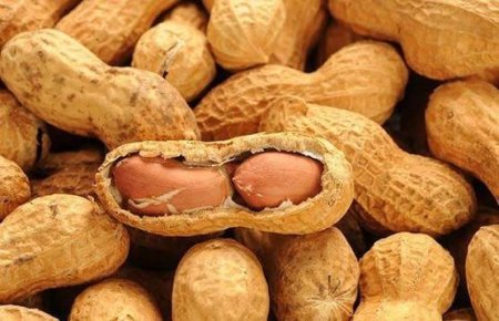 فستق بقشره / كيلو